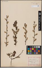 Foto von Salix aurita L.